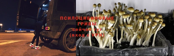 крисы Осинники